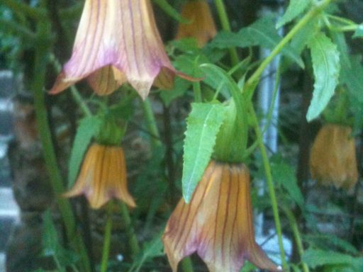 Canary Island Bellflower - Clos du Peyronnet