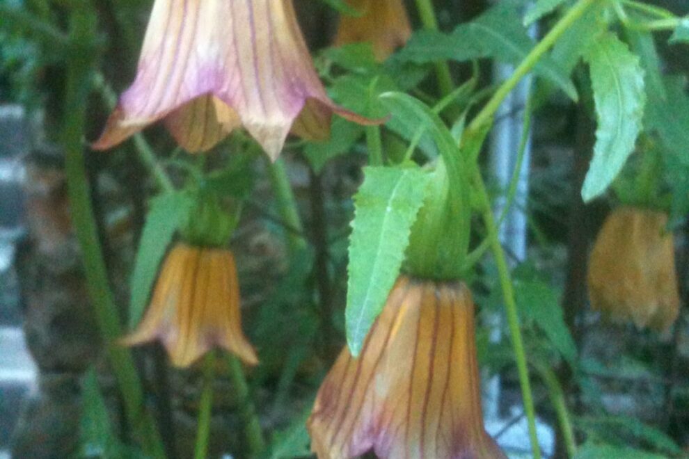 Canary Island Bellflower - Clos du Peyronnet