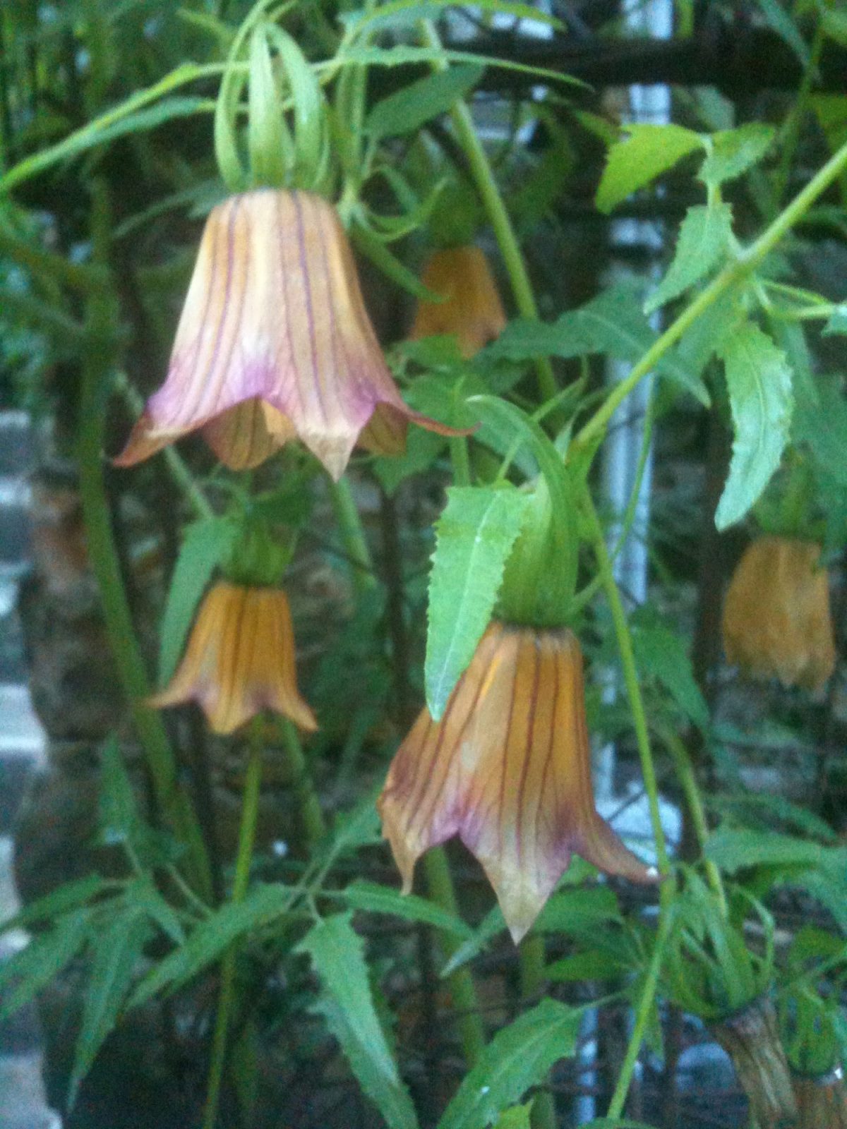 Canary Island Bellflower – Clos du Peyronnet Canary Island Bellflower - Clos du Peyronnet
